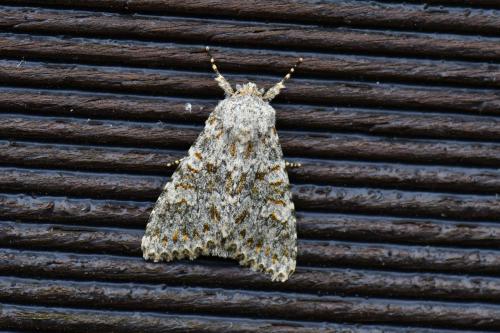 Réf. 241 249 : Polymixis flavicincta